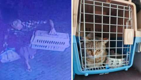 morador-de-rua-furta-gato-de-familia-russa-em-hotel-de-curitiba