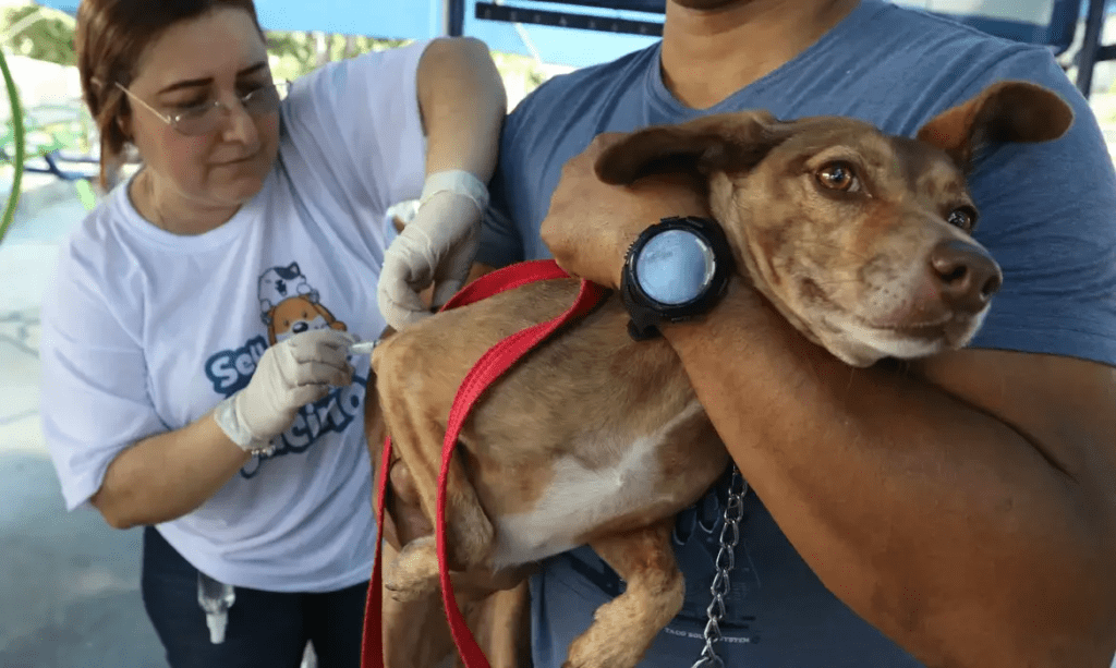 prefeitura-de-poa-realiza-vacinacao-antirrabica-em-caes-e-gatos-nesta-sexta