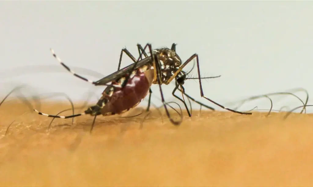 alto-tiete-registra-215-casos-confirmados-de-dengue-em-fevereiro