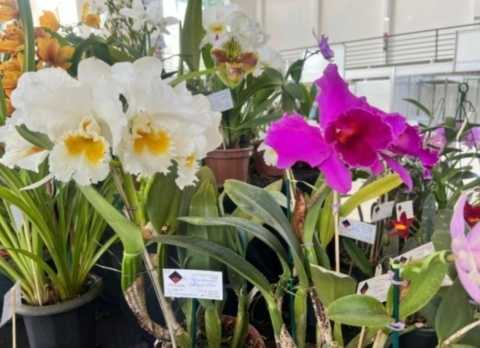 secretaria-de-industria-e-comercio-inicia-acao-para-formar-orquidofilos-em-poa