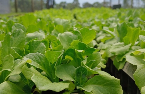 agronegocio-da-regiao-de-mogi-movimenta-r$-1,6-bilhao-e-se-destaca-na-producao-de-hortalicas